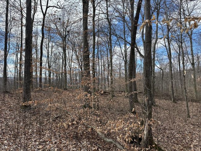 126 Northcutts Cove Rd, Home with 0 bedrooms, 0 bathrooms and null parking in Beersheba Springs TN | Image 14