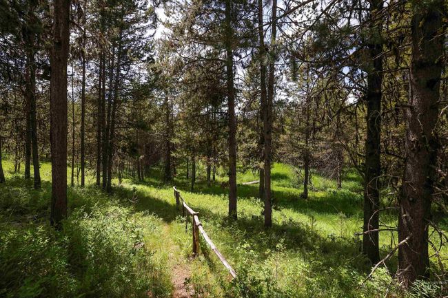 View of woods | Image 45