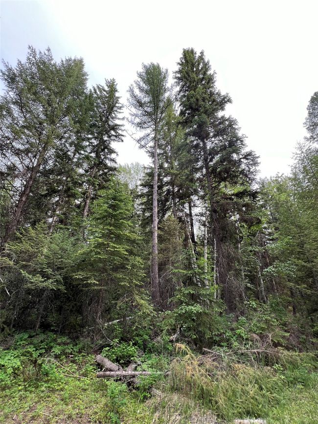 mature spruce | Image 119