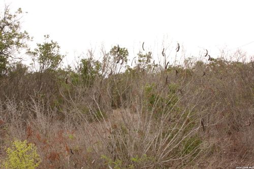 TBD County Road 573, Castroville, TX, 78009 | Card Image