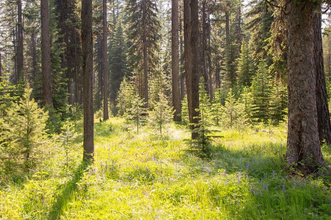 Beautifully maintained forest. | Image 47