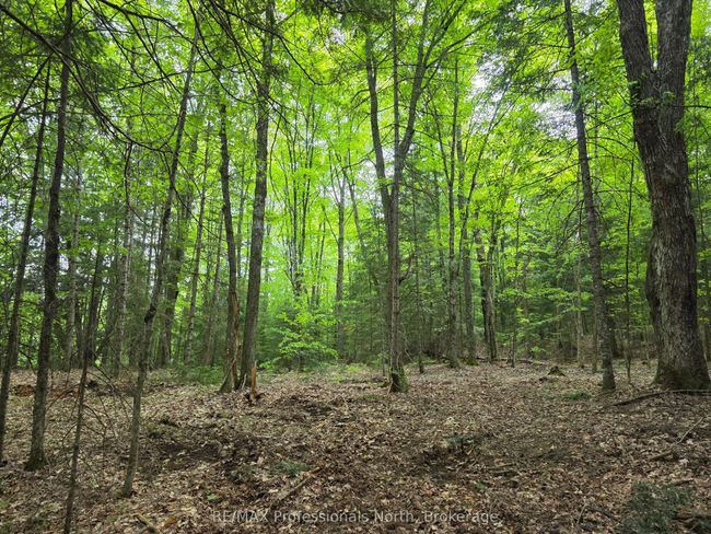 0 25 Th Line Rd, Home with 0 bedrooms, 0 bathrooms and null parking in Algonquin Highlands ON | Image 4