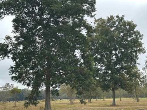 8874 Elton St, Livonia, LA, 70755-3536 | Card Image