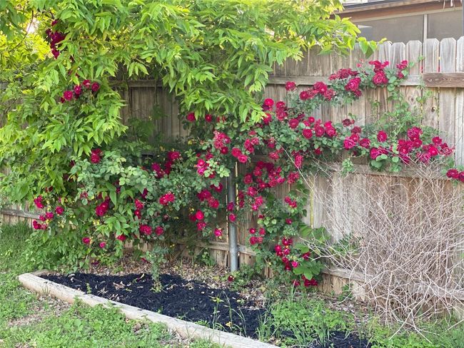 View of yard with fence | Image 5