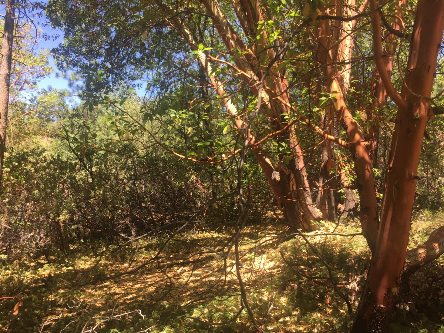 Land in Pioneer 4
