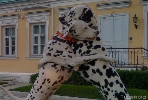 201-893 Hockley Ave, Langford, BC, V9B2V8 | Card Image