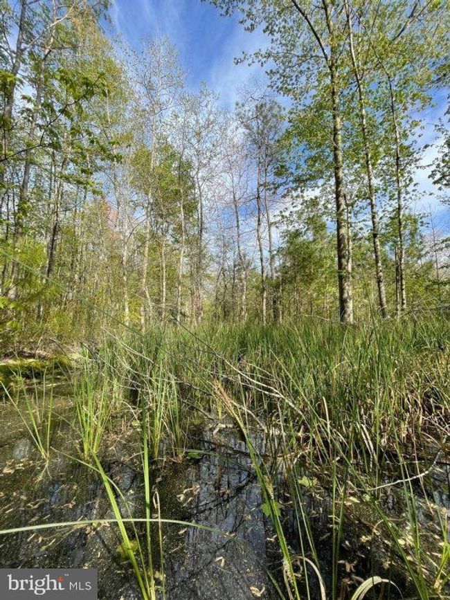 0 Follow Ditch Rd, Home with 0 bedrooms, 0 bathrooms and null parking in PRINCESS ANNE MD | Image 19