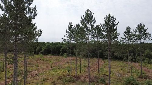 211X Ellison Lake Rd, Solon Springs, WI, 54873 | Card Image