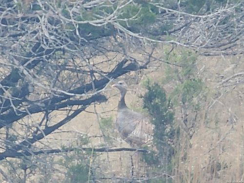 TBD Buckskin, Bandera, TX, 78003 | Card Image