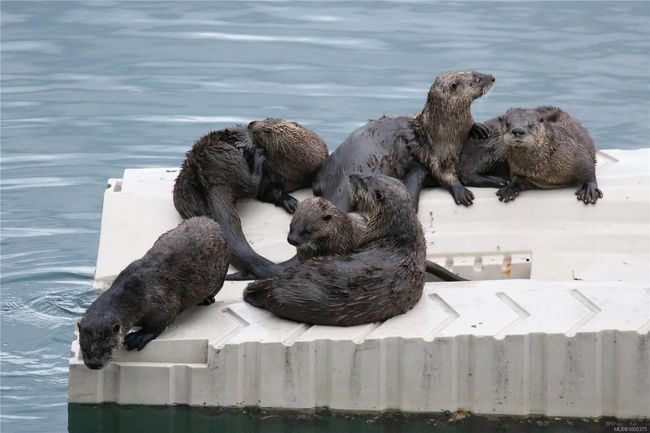 Sea otter on the kayak launching pad | Image 71