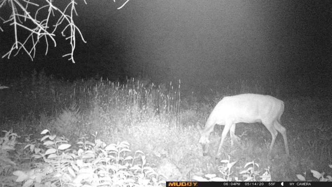 Deer near the pond.jpg | Image 20