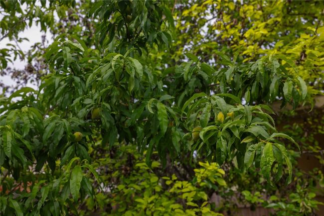 Fruit tree | Image 26