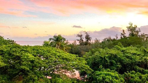 504-1875 Kalanianaole St, Hilo, HI, 96720 | Card Image