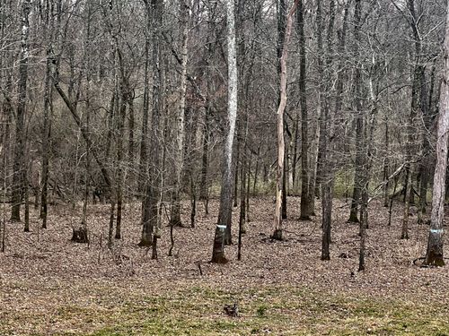 0 Tater Bug Ln, Clifton, TN, 38425 | Card Image