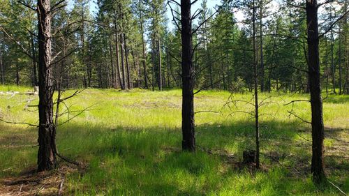 151 Coffee Dr, Eureka, MT, 59917-1009 | Card Image