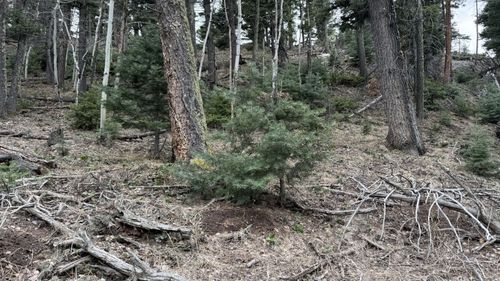 TBD Brills Rocky Ridge, Westcliffe, CO, 81252 | Card Image