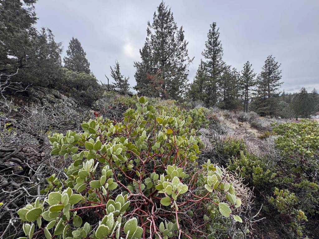 Land in Weed 2