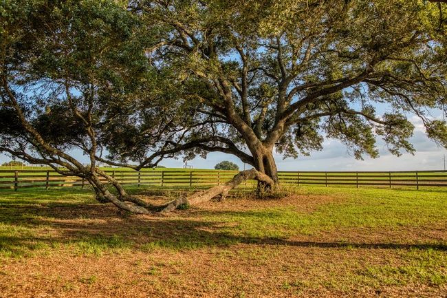 1100 Dittmar Rd, Home with 3 bedrooms, 3 bathrooms and 2 parking in Cat Spring TX | Image 23