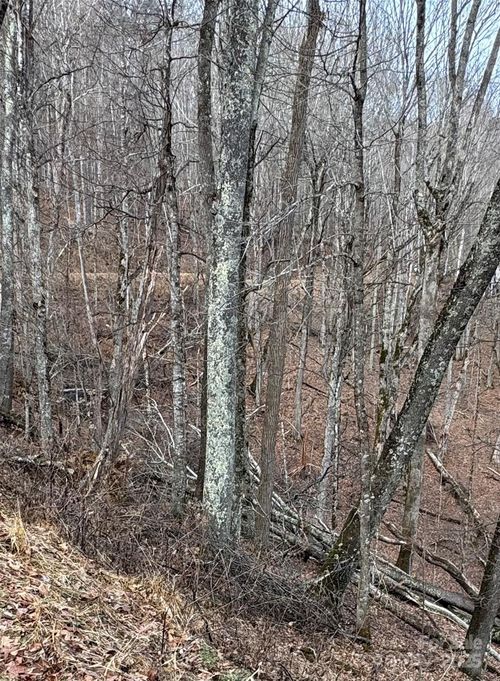 314-00 Spring Brook Dr, Mars Hill, NC, 28754 | Card Image