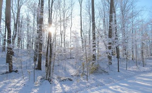 * River Road, Paradise Township, MI, 49649 | Card Image