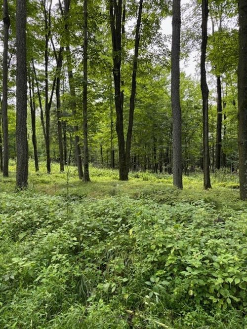 80 Acres N Branch Road, Birnamwood, WI, 54499 | Card Image