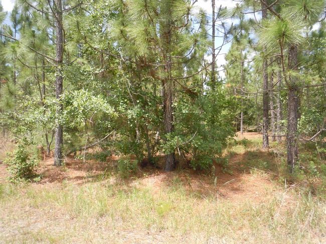 2231 Barts Rd, Home with 0 bedrooms, 0 bathrooms and null parking in Loris SC | Image 9