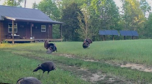 0 Bunker Hill Rd, Linden, TN, 37096 | Card Image