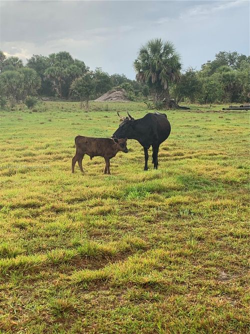 1425 Cabbage Ln, Okeechobee, FL, 34974 | Card Image