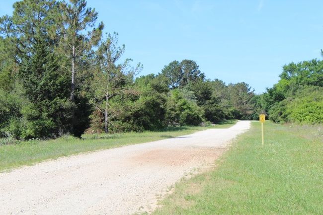 View of street featuring a forest view | Image 17