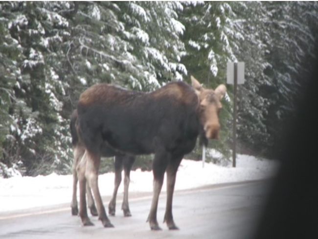 Moose | Image 83