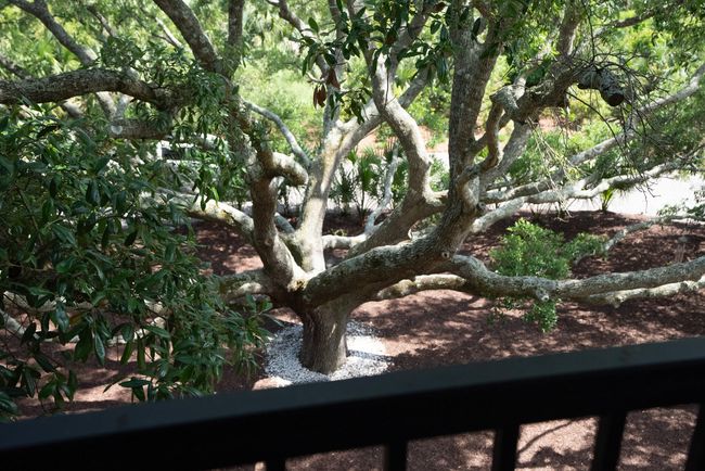Oak Tree | Image 83