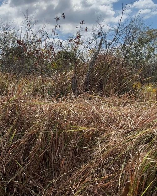 1558 Burney St Sw, PALM BAY, FL, 32908 | Card Image