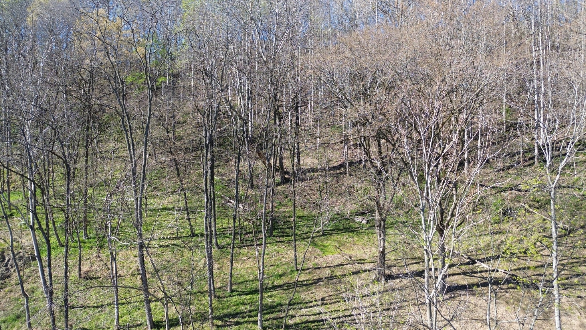 Land in Smithville 4