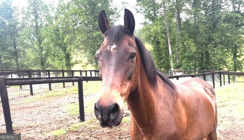 lot-4-349 Debord Dr, Waleska, GA, 30183 | Card Image