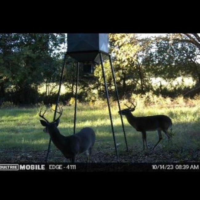 Deer | Image 31