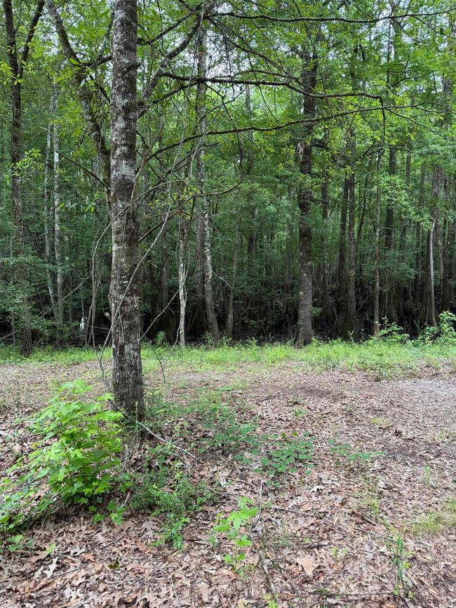 View of wooded area | Image 7