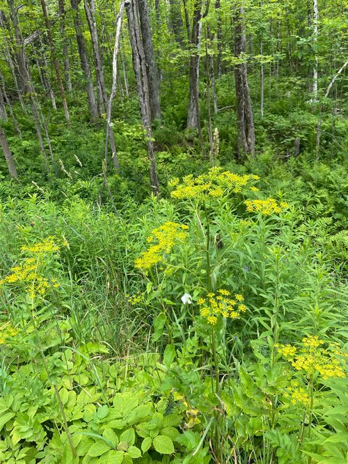 0 Route 30, Jamaica, VT, 05343-9700 | Card Image