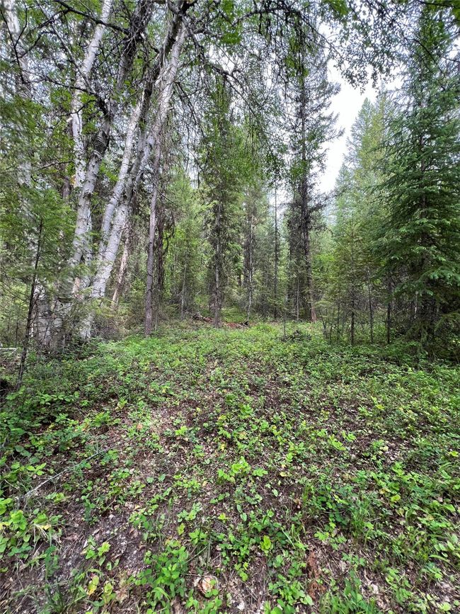 some open areas in the south 20 acres | Image 125