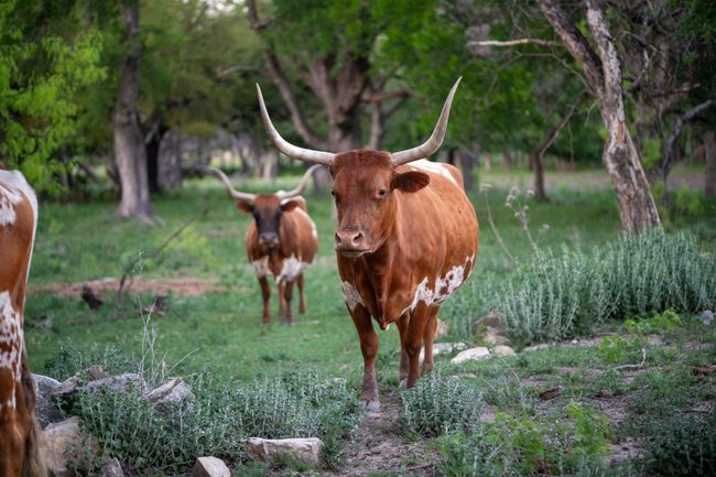 92 Acres N Us Highway 281, Home with 3 bedrooms, 2 bathrooms and null parking in Lampasas TX | Image 9