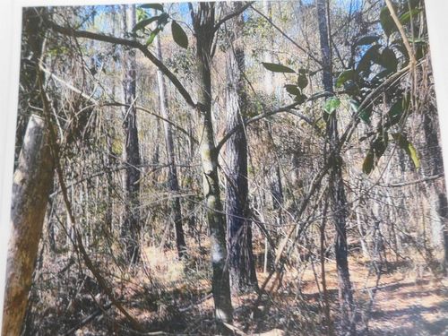 TBD Transmitter Rd, Lacombe, LA, 70445 | Card Image