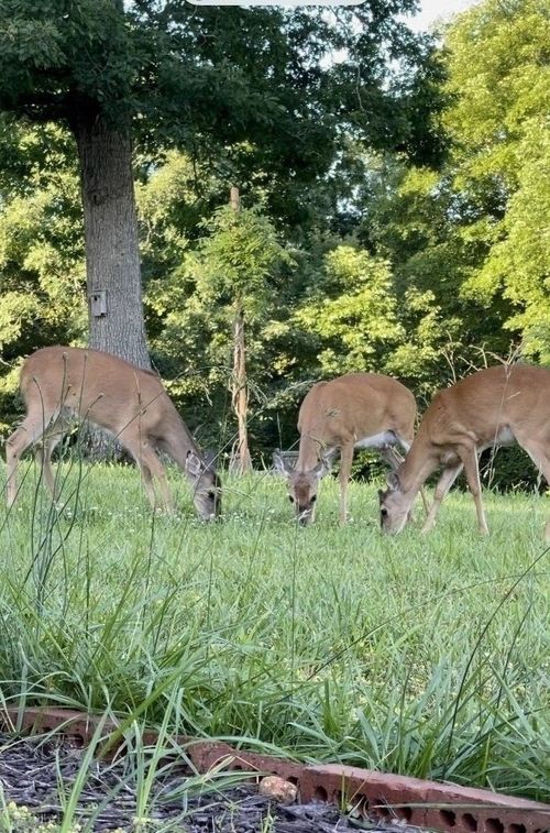 518 Hayes Ridge Rd, Indian Mound, TN, 37079-5259 | Card Image