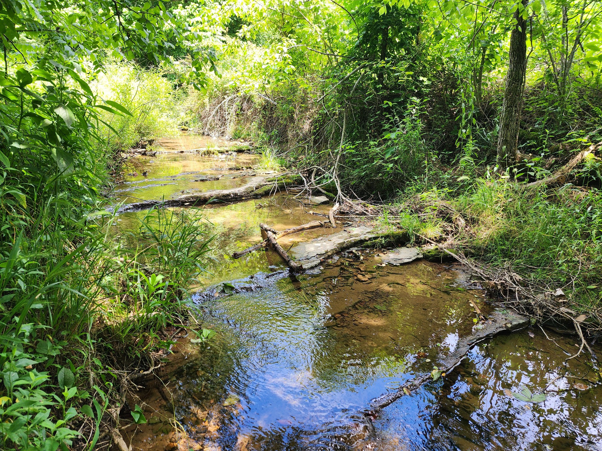 Land in Hartsville 5
