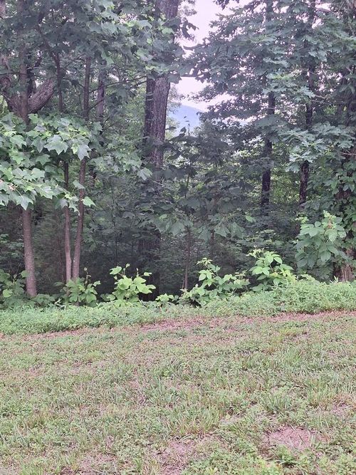 274 Andes Ridge, Morganton, GA, 30560 | Card Image