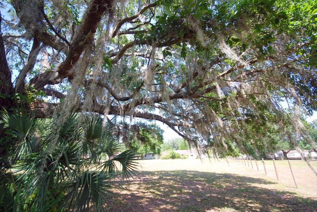 Large Oaks... | Image 15