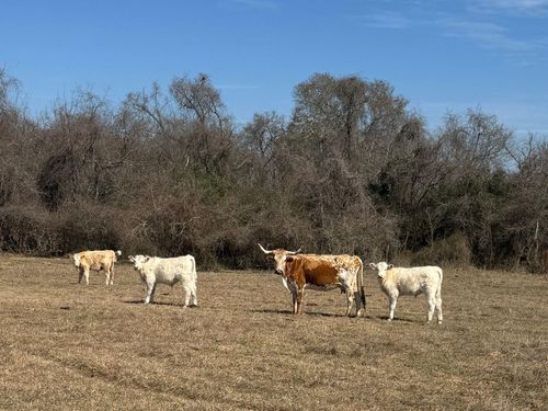 0 West Ln, Navasota, TX, 77868 | Card Image