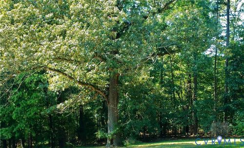 8.47 Acres Acres Patrick Henry Hwy, Jetersville, VA, 23083 | Card Image