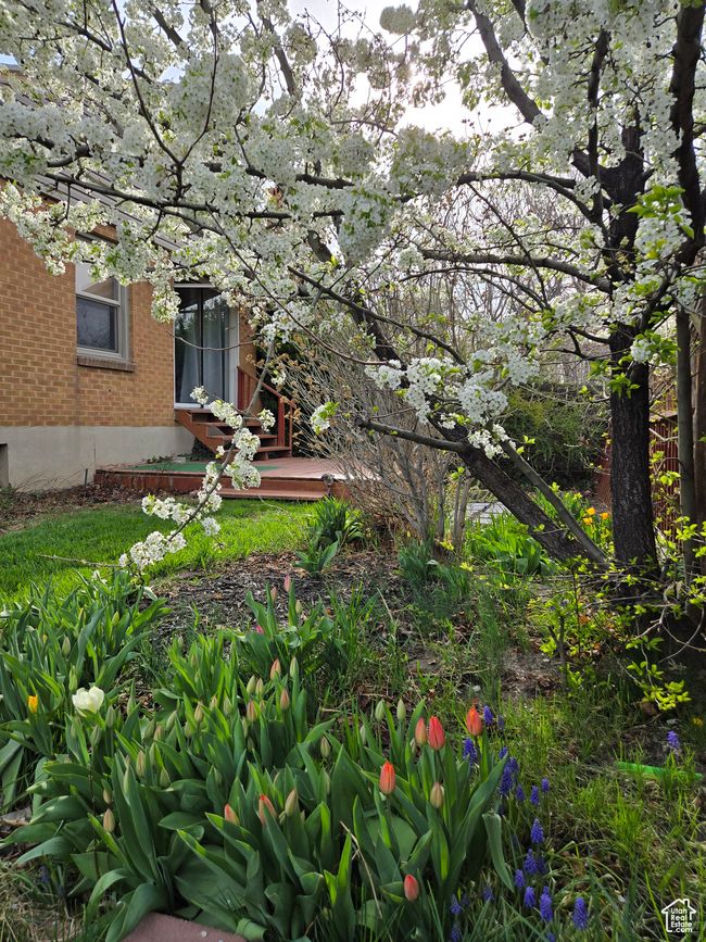 View of yard | Image 44