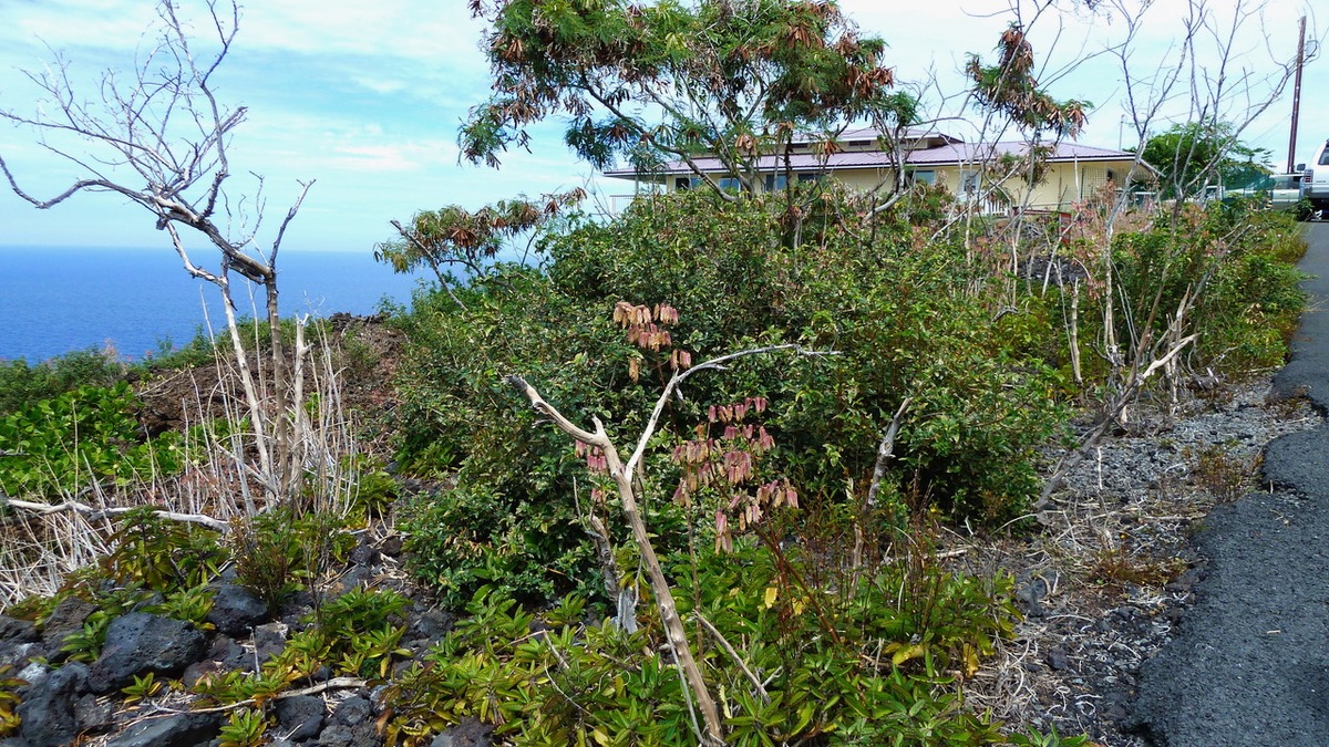 Land in Captain Cook 4