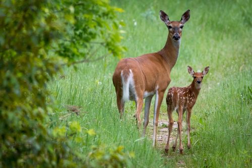 315 Leaf River Road Tract C, Ottertail, MN, 56571 | Card Image