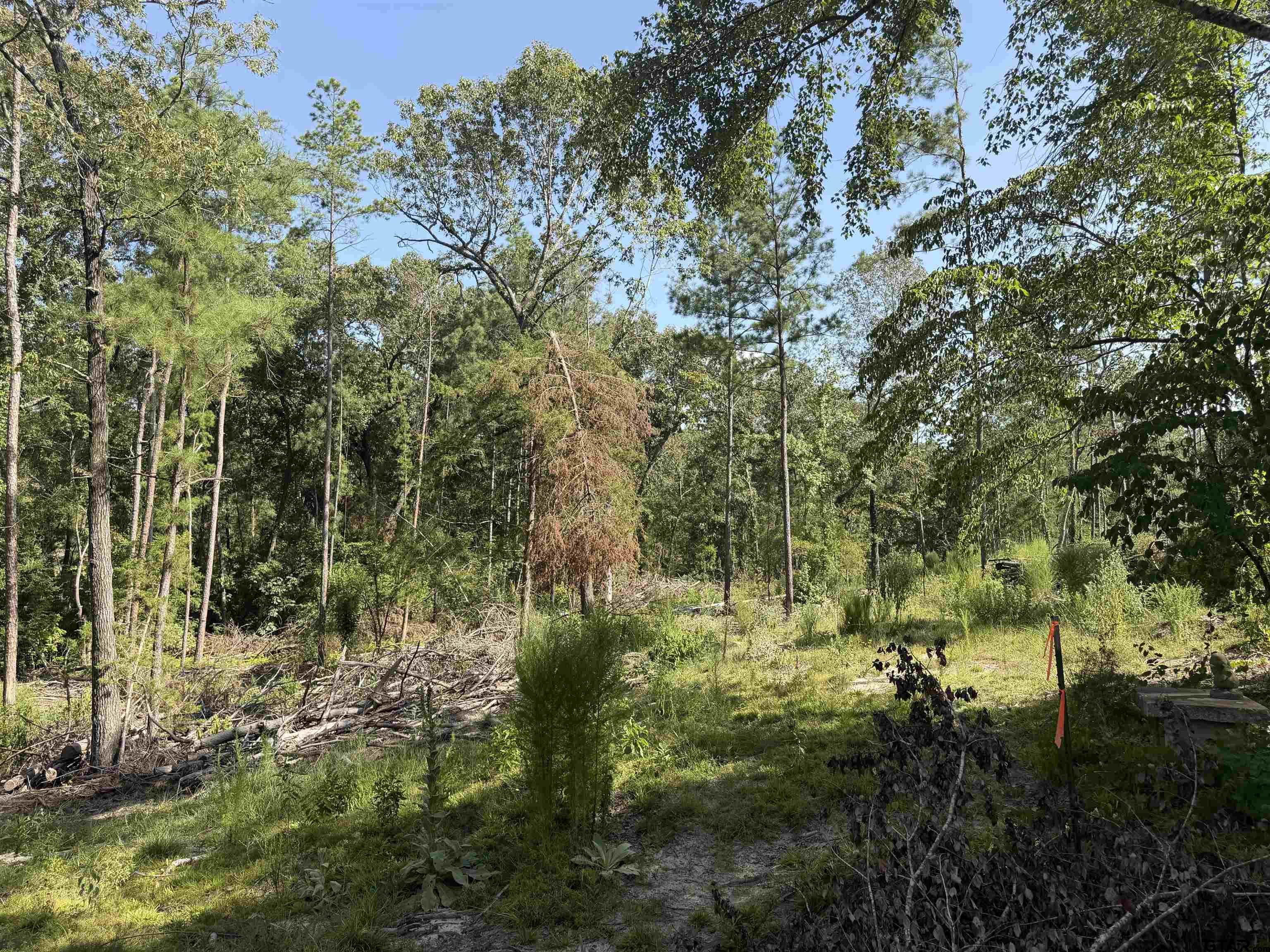 Land in Jacksonville 3
